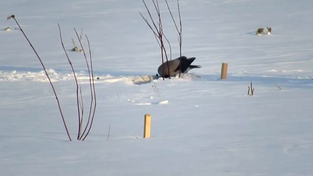 Зима наступает. Вороны в поисках съестного смотреть онлайн