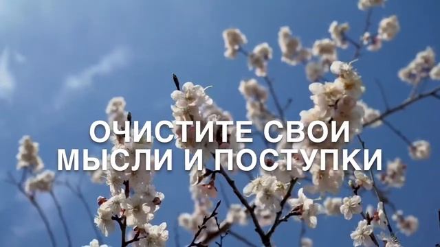 КАК ДОСТИЧЬ УСПЕХА И ПРОЦВЕТАНИЯ. ЦВЕТЕНИЕ САКУРЫ, ВЕСНА ???