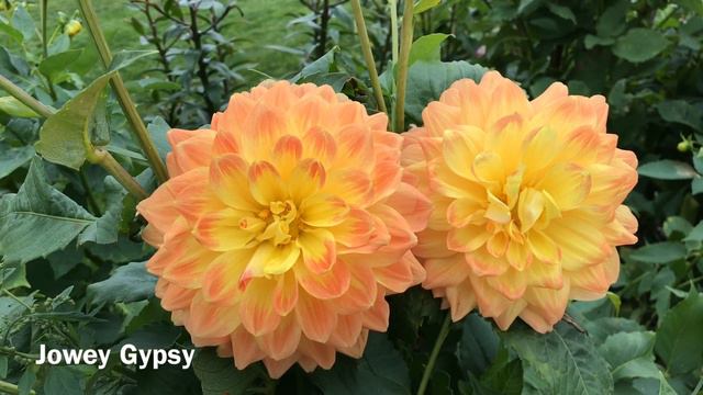 Dahlias смотреть онлайн