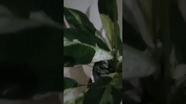 Benefits of Variegated peace Lily plant смотреть онлайн