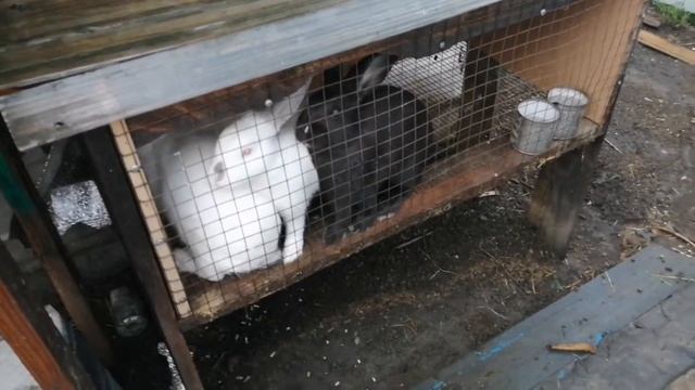 Заливает. Декалб уайт?. Рекс принесла еще крольчат. Новозеландский белый ? ест капусту смотреть онлайн