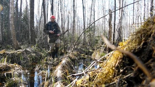 Опасный подход к рогу оленя???zrzuty jeleni 2023, deer antlers 2023 смотреть онлайн