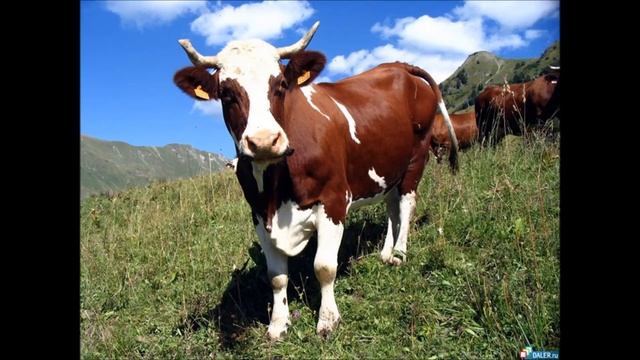 Голоса животных и птиц смотреть онлайн