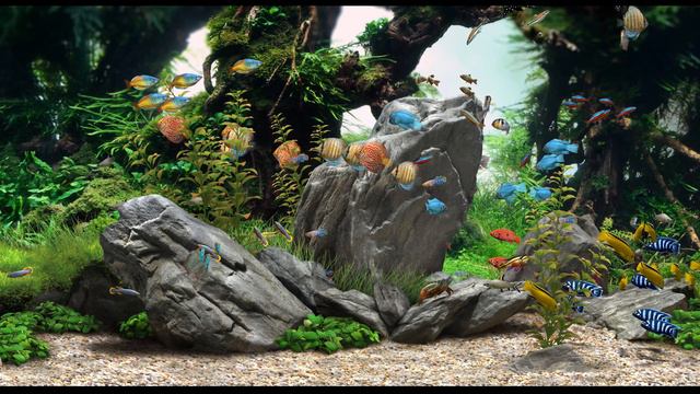 Dream Aquarium - Mixed #1 (4K)