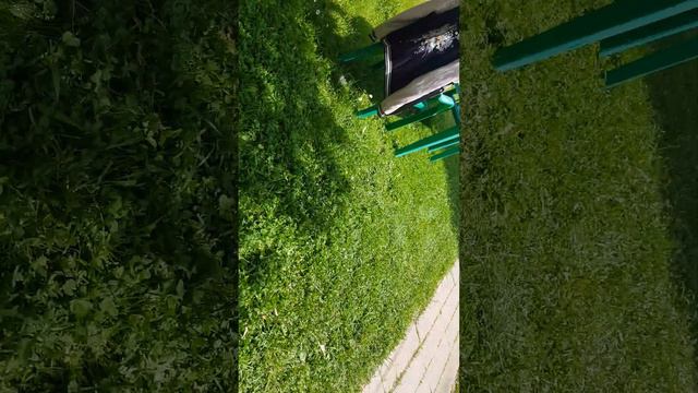 Как нужно правильно кормить котов и кошек смотреть онлайн