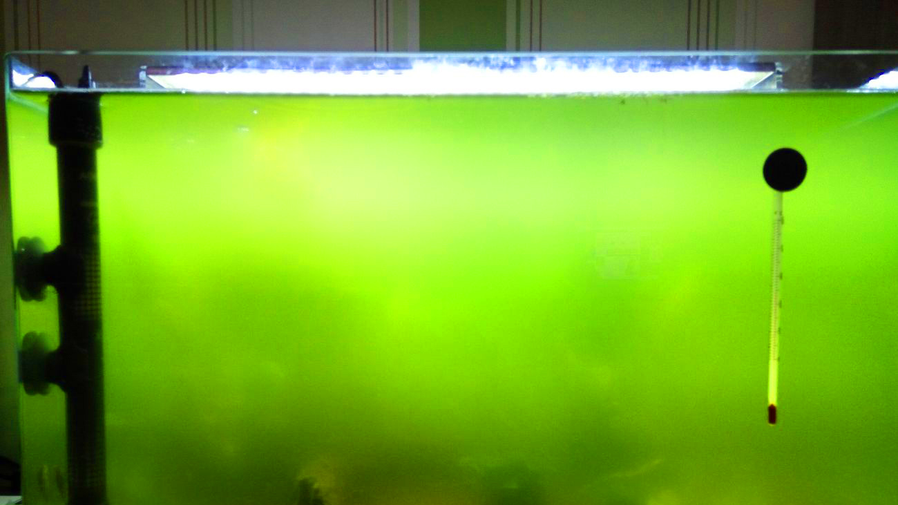 Позеленела вода в одном из аквариумов и другие новости! смотреть онлайн