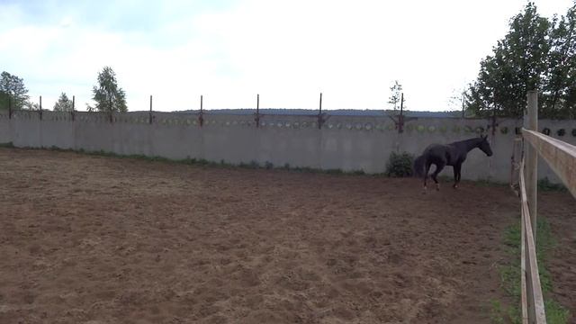 LLC "Akhalteke" Horses for sale Akhal-Teke http://akhalteke-lc.com смотреть онлайн