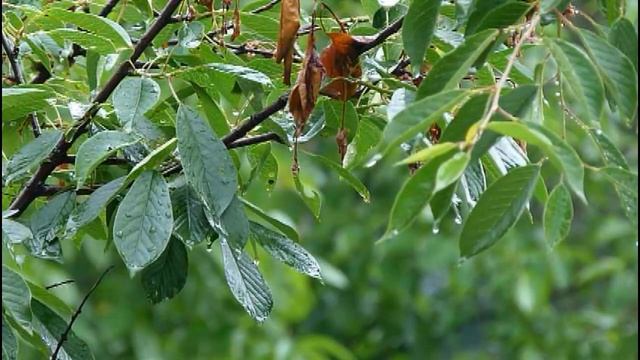 Panasonic Lumix DMC-FZ40 Test . Spring Rain, Magic Relaxing Sounds of Rain and thunderstorm смотреть онлайн