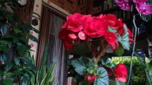 комнатные растения бегония клубневая