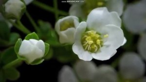 Урок 6. Как растения приспособлены к условиям жизни. Естествознание. 3 класс