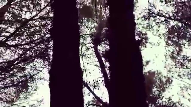 TARANTELLA ALLA PINETA (Organetto, Zampogna, Tamburello) смотреть онлайн