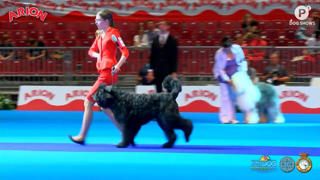 WORLD DOG SHOW 2020 - MADRID 2022 - FRIDAY смотреть онлайн