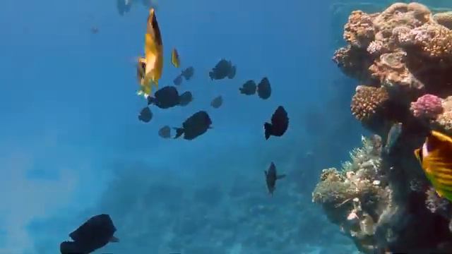 Faraana Reef Resort 4* (Шарм-Эль-Шейх), коралловый риф (сентябрь, 2017 г.)