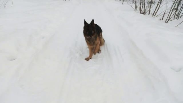 Как дрессировать немецкую овчарку. Жесты: лежать, стоять и сидеть. смотреть онлайн