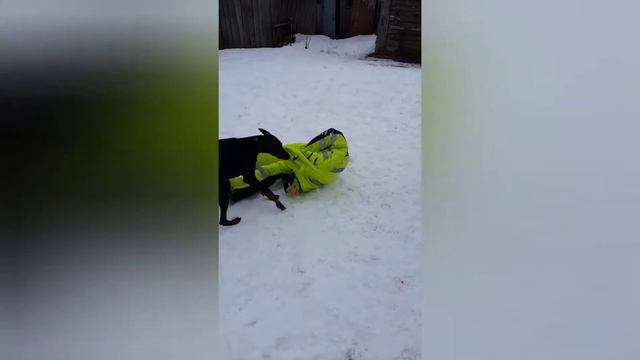 #доберман прогулка с доберманом