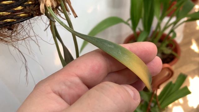 Весеннее цветение орхидей 2021 год. Часть 4