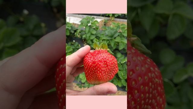 Урок 5. Такая разная клубника (садовая земляника). смотреть онлайн
