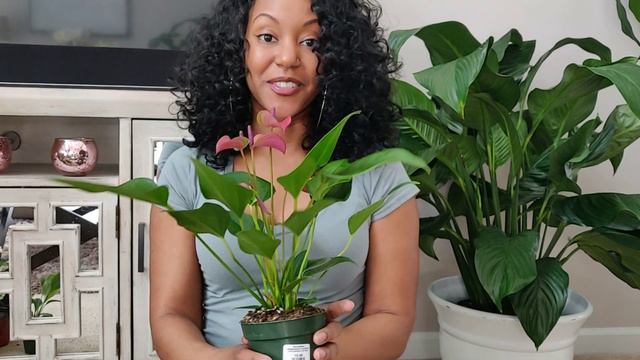 March 2019 Houseplant🌿Haul || Kreatyve Laydiiee смотреть онлайн