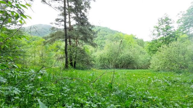 Звуки леса. #Пениептиц. Шум реки. Звуки деревни. RELAX смотреть онлайн