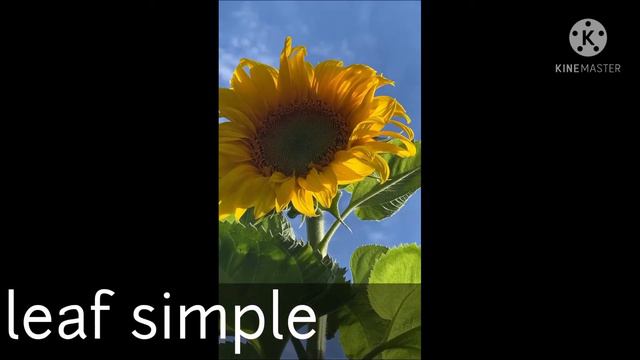 Sunflower classification #helianthus annuus | sunflower scientific name family смотреть онлайн