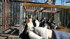 Голуби породы турман. Часть третья. Чернопегие разведение. Константин Шарпов. Обзор голубей.