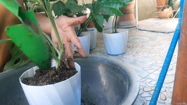 PHILODENDRON BURL MARX PROPAGATION IN WATER AND SOIL + OTHER PLANTS @MommyLhynsAdventure