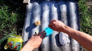 Спасаем дерево. Как залечить рану на дереве