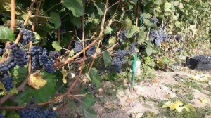 Технический виноград Маршал Фош.