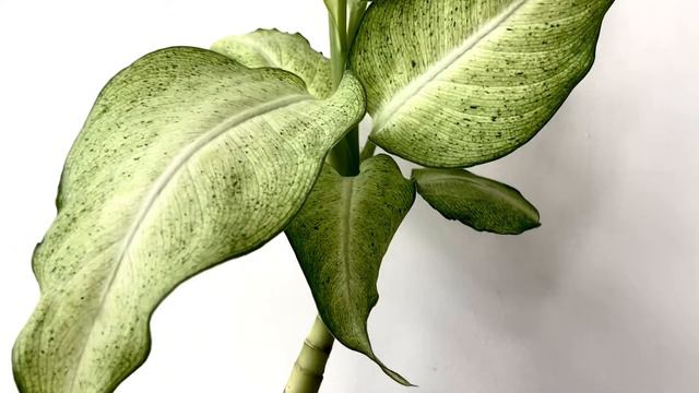 DIEFFENBACHIA CAMOUFLAGE [Short Video Overview] смотреть онлайн