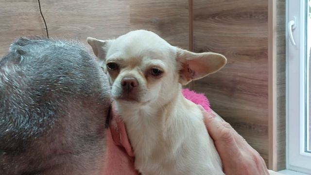 шикарный Архонт 🔥,7 месяцев SALE, только несколько дней 50 тыс руб, доставка есть+79787458062