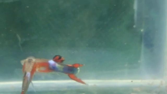 guppy Neon wizard . смотреть онлайн