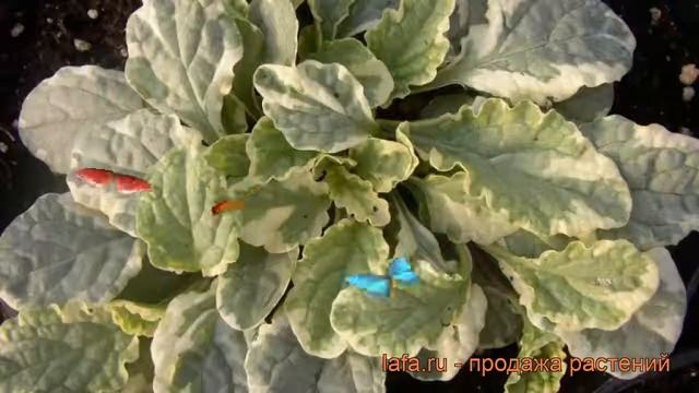 Живучка ползучая Вариегата (ajuga Reptans Variegata) ? обзор: как сажать, рассада живучки Вариегата