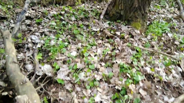 Прогулка по лесу в Калуцкой балке с. Константиновское Ставропольского края смотреть онлайн