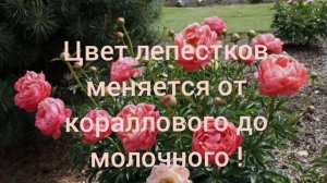 10 Самых запоминающихся и популярных сортов пионов!