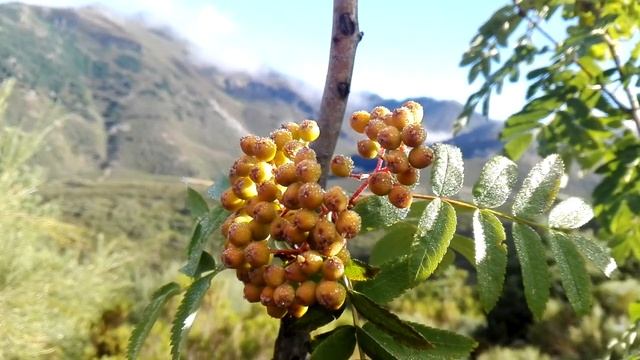 Sorbus aucuparia (Rowan) смотреть онлайн