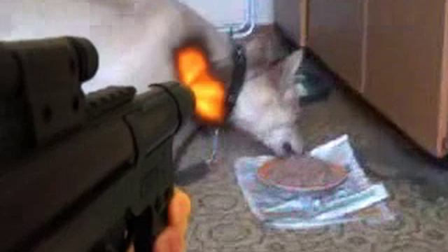 Пули не пробмваемый пёс смотреть онлайн