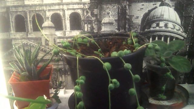 Мой крестовник роули и как я за ним ухаживаю смотреть онлайн