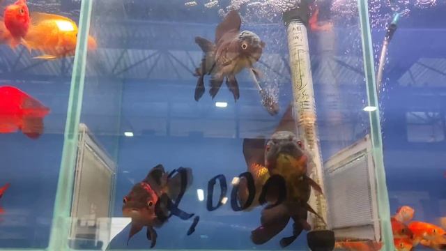 Птичий рынок Москва 4 июня 2023 года смотреть онлайн