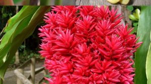 Цветение имбиря и его применение