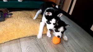 Загадочный мячик