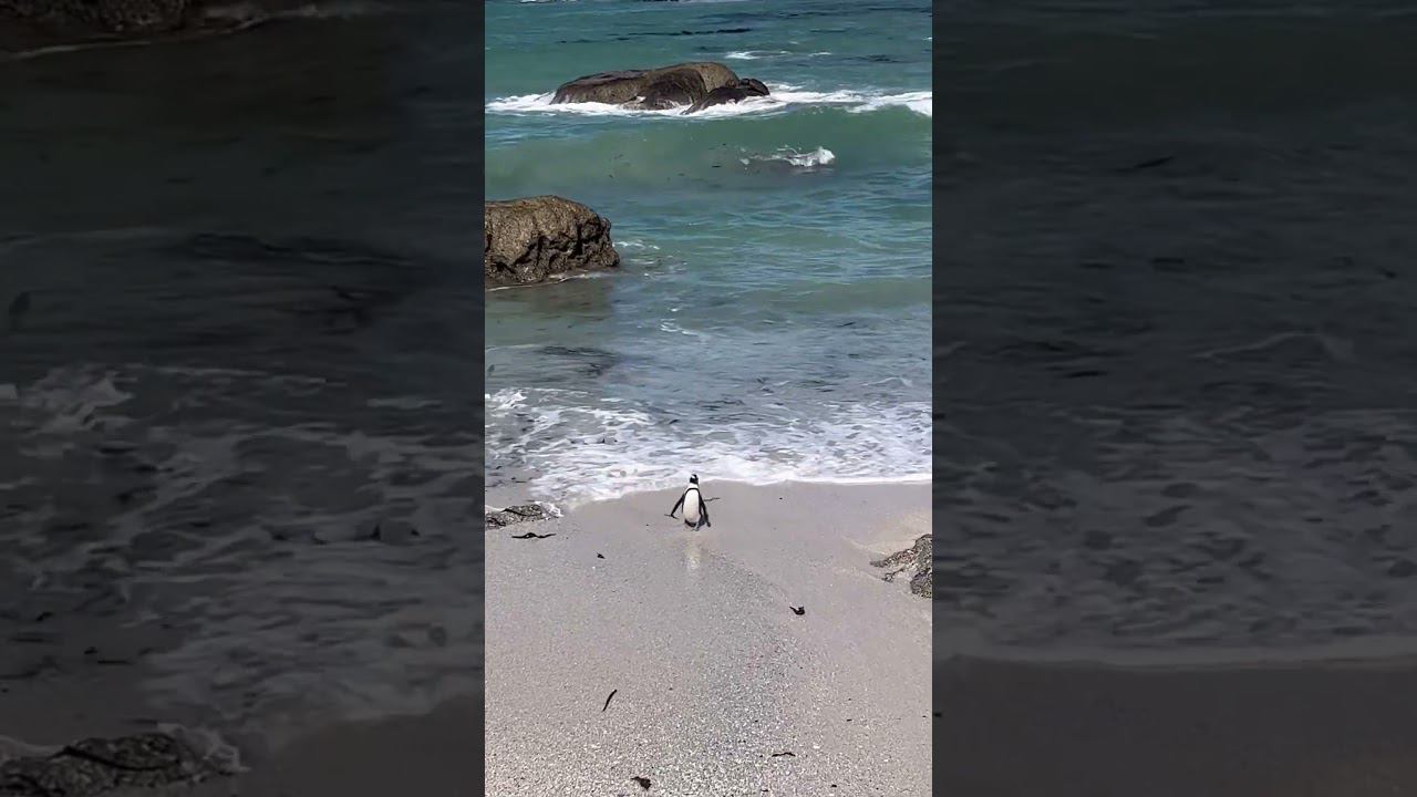 Пингвины в Африке. Кейптаун #африка #кейптаун #пингвины #океан #afrika #capetown #pinguin #ocean смотреть онлайн