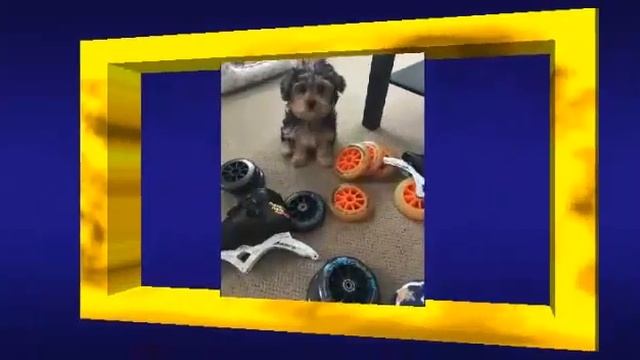 Роллеры Красноярска 2020 смотреть онлайн