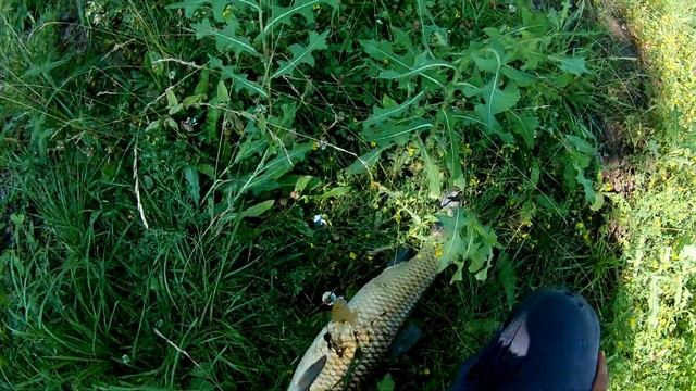 SLINGSHOT FISHING на Белого Амура смотреть онлайн