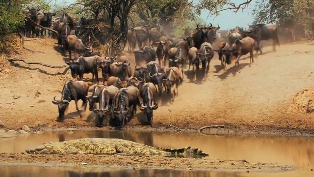 Национальный парк Серенгети _ Serengeti (2011)