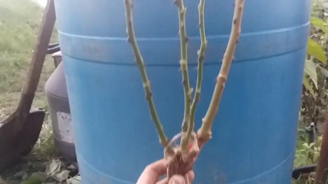 Саженцы роз, которые выращены своими руками 16 октября 2020 год смотреть онлайн