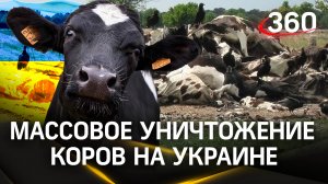Массовое уничтожение коров на Украине: съели мясо, остались без молока