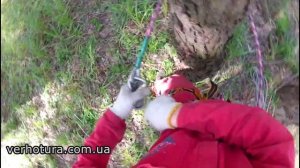 Использование обхватки из троса в арбористике