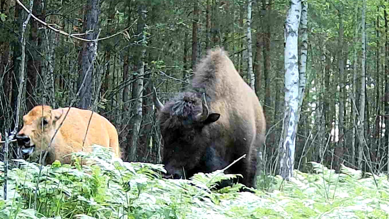Бизоны в начале лета смотреть онлайн