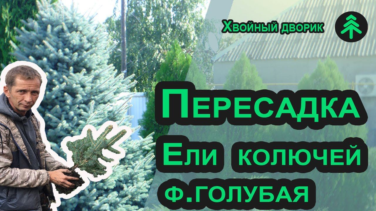 Как пересадить ель осенью? Пересадка ели голубой - сажаем с мульчированием хвойным опадом смотреть онлайн