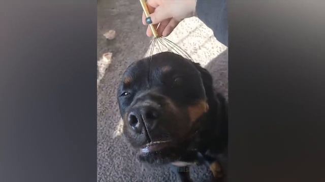 Самые смешные животные _ Приколы с котами и собаками 2022 _ LA #31.mp4 смотреть онлайн